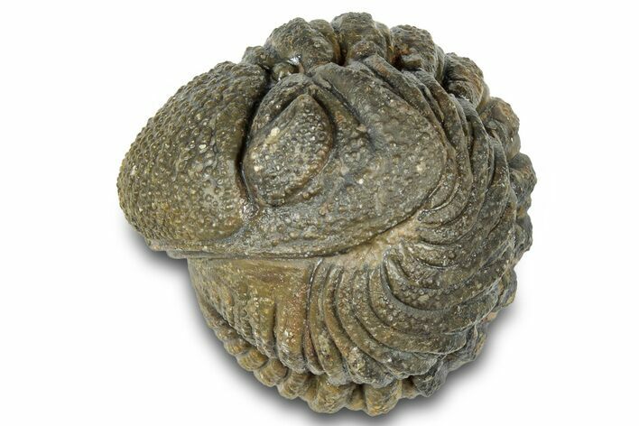Wide Enrolled Morocops Trilobite - Morocco #323188
